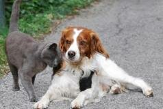 dieren