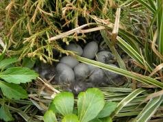 Eendennest in plantenbak