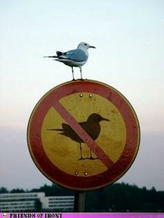 Goed geschoten